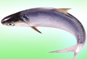 白鰱魚(yú)