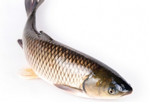 魚(yú)