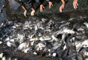 養魚(yú)池